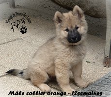 chiot eurasier